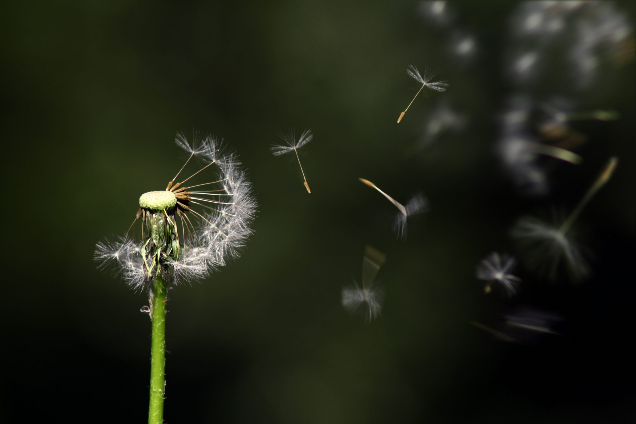 IT resource optimization for boran
